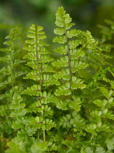 Dryopteris af. 'Pinderi' geen maat specificatie 0,55L/P9cm