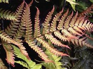 Dryopteris erythrosora geen maat specificatie 0,55L/P9cm
