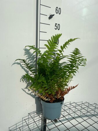Dryopteris filix-mas geen maat specificatie cont. 2,0L - afbeelding 1