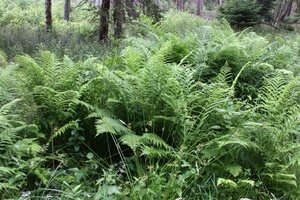 Dryopteris filix-mas geen maat specificatie 0,55L/P9cm