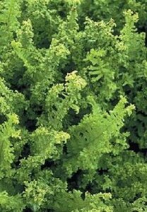 Dryopteris f.-m. 'Crispa' geen maat specificatie 0,55L/P9cm