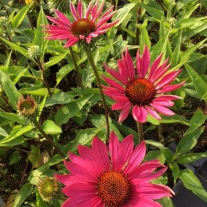 Echinacea p. 'JSROHO' geen maat specificatie 0,55L/P9cm - afbeelding 1