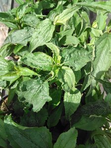 Echinacea p. 'Magnus' geen maat specificatie cont. 2,0L