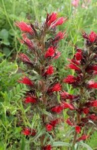 Echium russicum geen maat specificatie 0,55L/P9cm