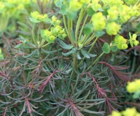 Euphorbia cyp. 'Clarice Howard' geen maat specificatie 0,55L/P9cm - afbeelding 1
