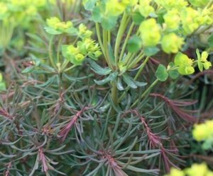 Euphorbia cyp. 'Clarice Howard' geen maat specificatie 0,55L/P9cm - afbeelding 1
