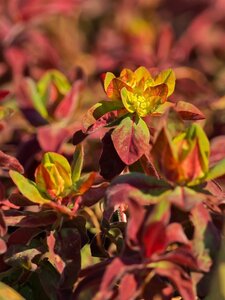Euphorbia polychroma 'Bonfire' geen maat specificatie 0,55L/P9cm - afbeelding 1