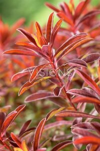 Euphorbia polychroma 'Bonfire' geen maat specificatie 0,55L/P9cm - afbeelding 2