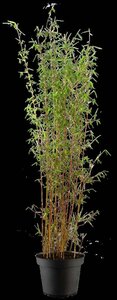 Fargesia 'Jiuzhaigou 1' (Rode halmen) 125-150 cm cont. 10L