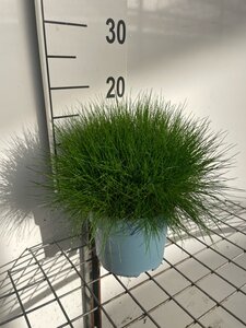 Festuca gautieri geen maat specificatie cont. 2,0L - afbeelding 3