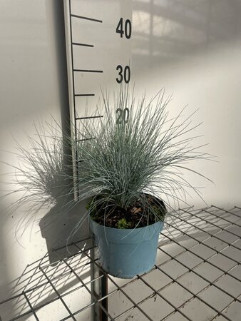 Festuca glauca 'Elijah Blue' geen maat specificatie cont. 2,0L - afbeelding 2