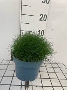 Festuca gautieri 'Pic Carlit' geen maat specificatie cont. 2,0L - afbeelding 2