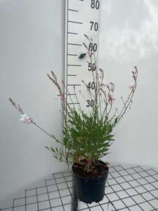 Gaura lindheimeri geen maat specificatie cont. 2,0L - afbeelding 1