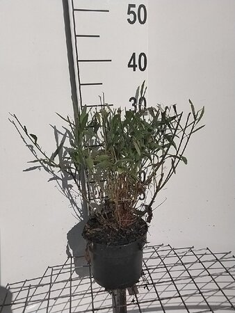 Gaura lindheimeri geen maat specificatie cont. 2,0L - afbeelding 2