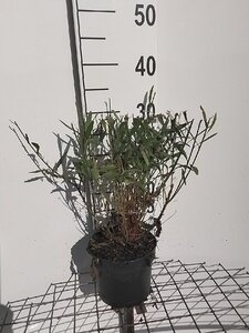 Gaura lindheimeri geen maat specificatie cont. 2,0L - afbeelding 2
