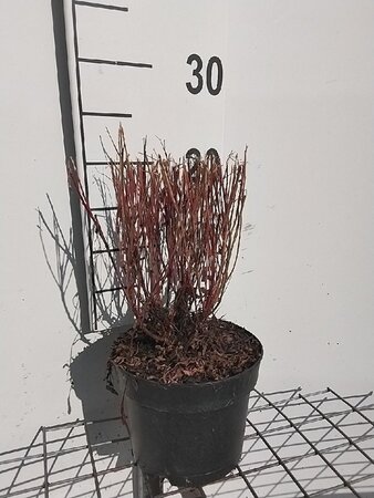 Gaura l. 'Siskiyou Pink' geen maat specificatie cont. 2,0L - afbeelding 1