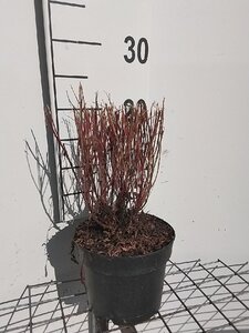 Gaura l. 'Siskiyou Pink' geen maat specificatie cont. 2,0L - afbeelding 1