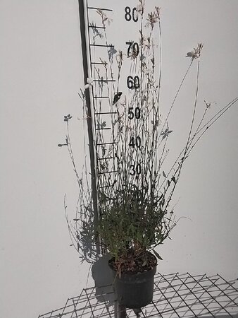 Gaura l. 'Whirling Butterflies' geen maat specificatie cont. 2,0L - afbeelding 3