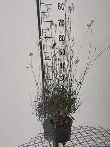 Gaura l. 'Whirling Butterflies' geen maat specificatie cont. 2,0L - afbeelding 3