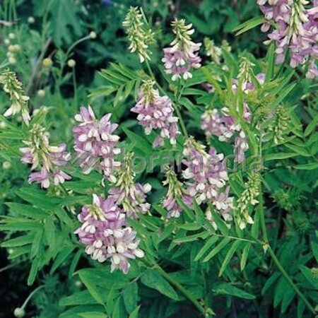 Galega officinalis geen maat specificatie 0,55L/P9cm