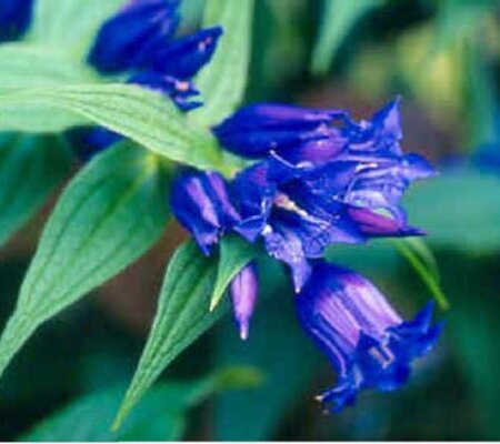 Gentiana asclepiadea geen maat specificatie 0,55L/P9cm