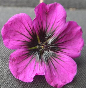 Geranium procurrens 'Sandrine' geen maat specificatie 0,55L/P9cm - afbeelding 3