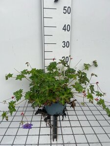Geranium Rozanne geen maat specificatie cont. 2,0L - afbeelding 4