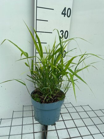 Hakonechloa macra geen maat specificatie cont. 2,0L - afbeelding 7