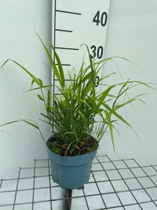 Hakonechloa macra geen maat specificatie cont. 2,0L - afbeelding 7