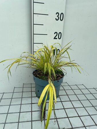 Hakonechloa macra 'Aureola' geen maat specificatie cont. 2,0L - afbeelding 2