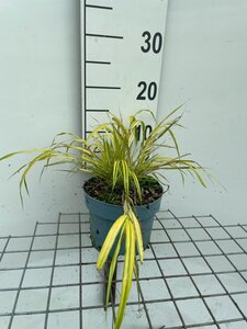 Hakonechloa macra 'Aureola' geen maat specificatie cont. 2,0L - afbeelding 2