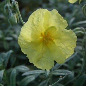 Helianthemum 'Wisley Primrose' geen maat specificatie 0,55L/P9cm - afbeelding 1
