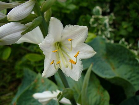 Hosta sieboldiana geen maat specificatie cont. 3,0L - afbeelding 2