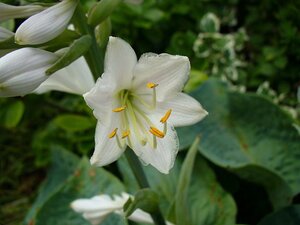 Hosta sieboldiana geen maat specificatie cont. 3,0L - afbeelding 2