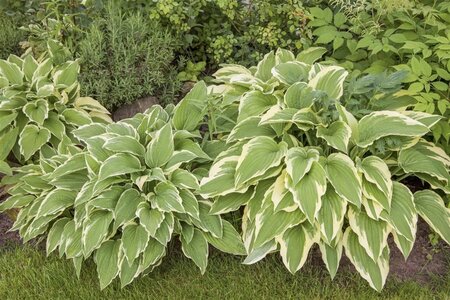 Hosta sieboldiana geen maat specificatie cont. 3,0L - afbeelding 3