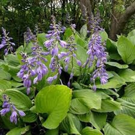 Hosta ventricosa geen maat specificatie 0,55L/P9cm - afbeelding 1