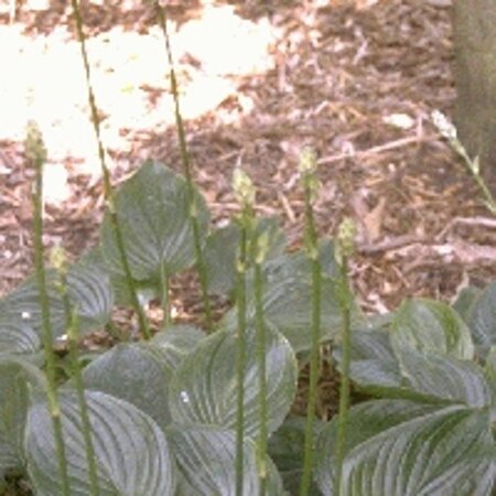 Hosta ventricosa geen maat specificatie 0,55L/P9cm - afbeelding 2