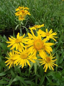 Hyemnoxys hoopesii geen maat specificatie 0,55L/P9cm - afbeelding 2