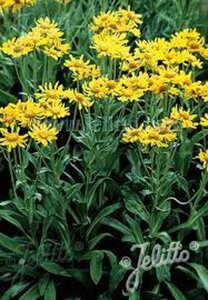 Hyemnoxys hoopesii geen maat specificatie 0,55L/P9cm - afbeelding 3