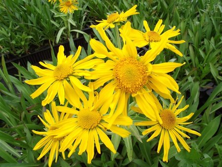 Hyemnoxys hoopesii geen maat specificatie 0,55L/P9cm - afbeelding 4